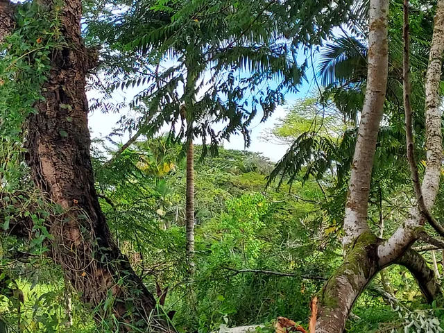 a big yard with lots of green space and deers