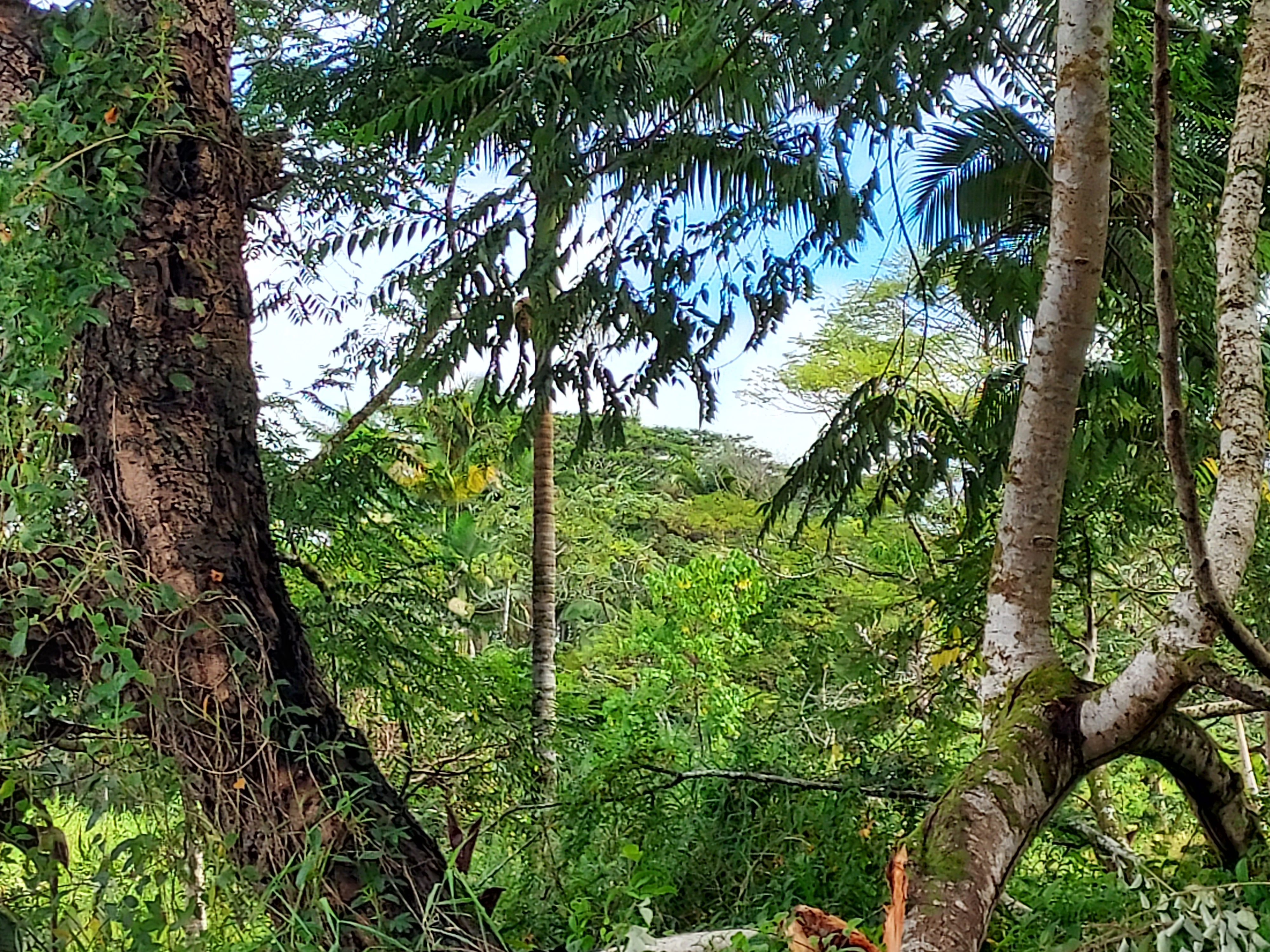 17-737 Lot A Ala Loop Mountain View Kurtistown, HI 96760 - Photo 13 of 28