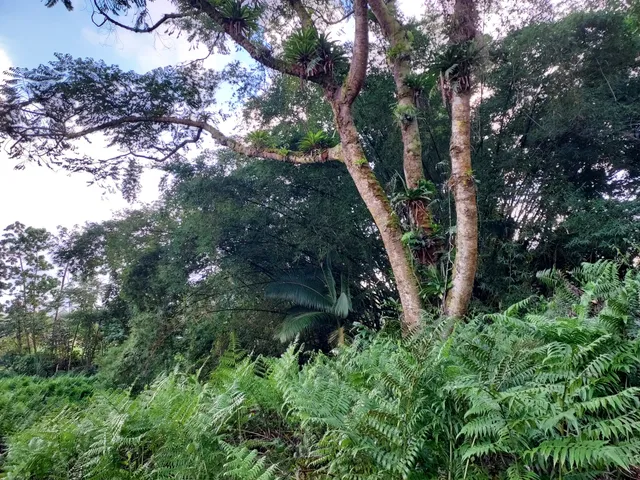 a green field with lots of trees in it