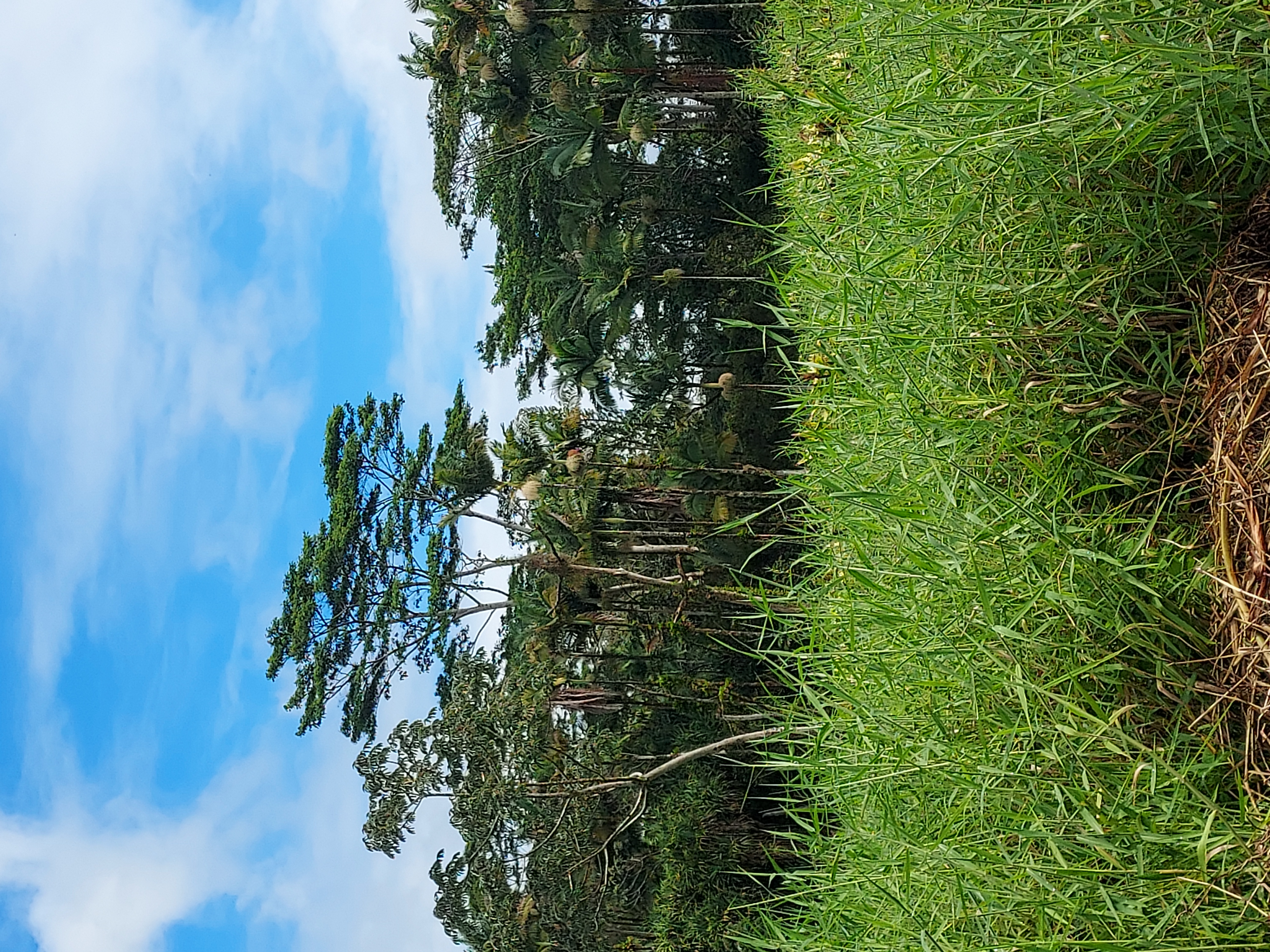 17-737 Lot A Ala Loop Mountain View Kurtistown, HI 96760 - Photo 15 of 28