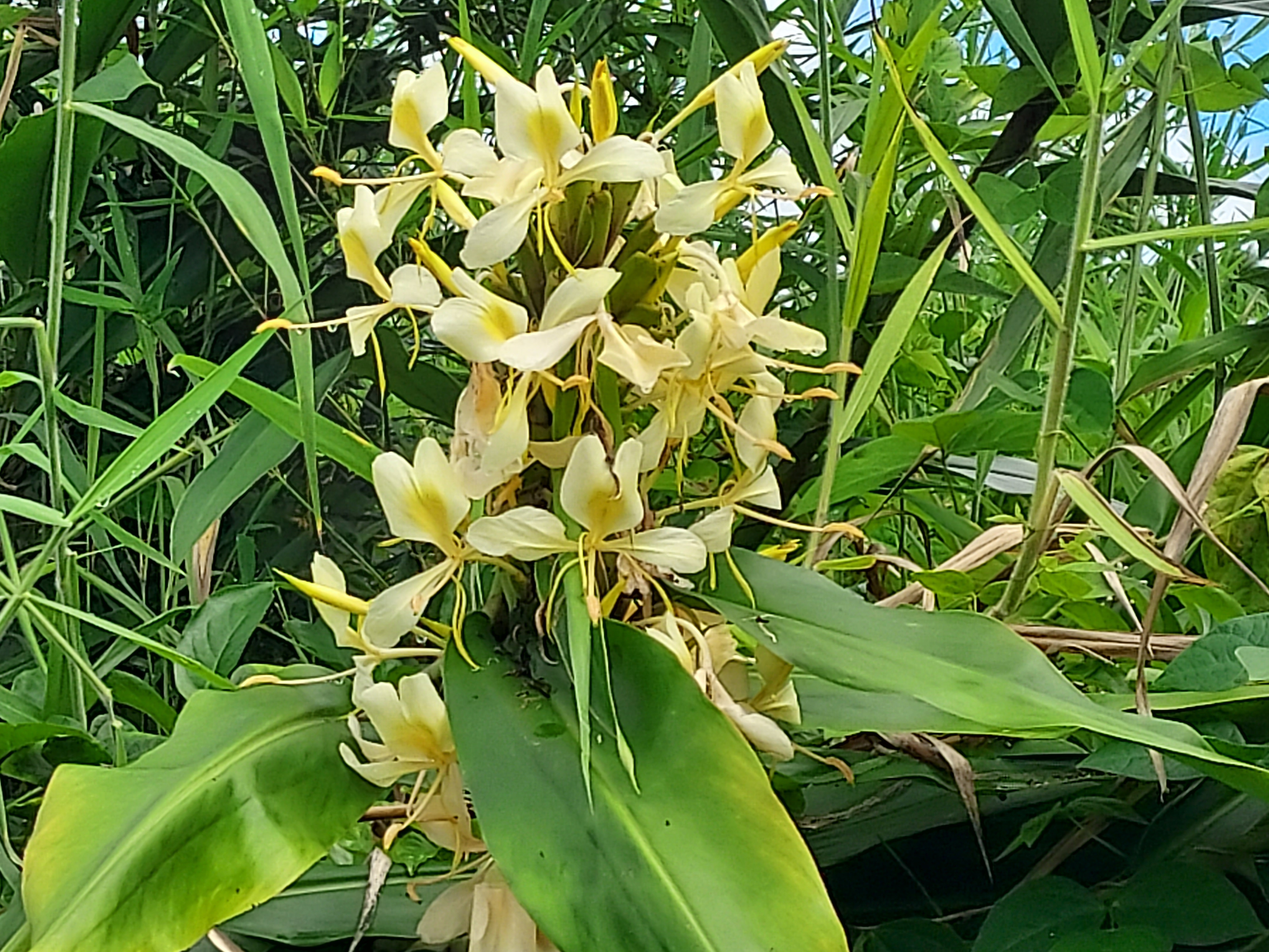 17-737 Lot A Ala Loop Mountain View Kurtistown, HI 96760 - Photo 18 of 28