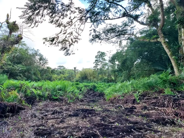 a view of a yard with plants and a large tree