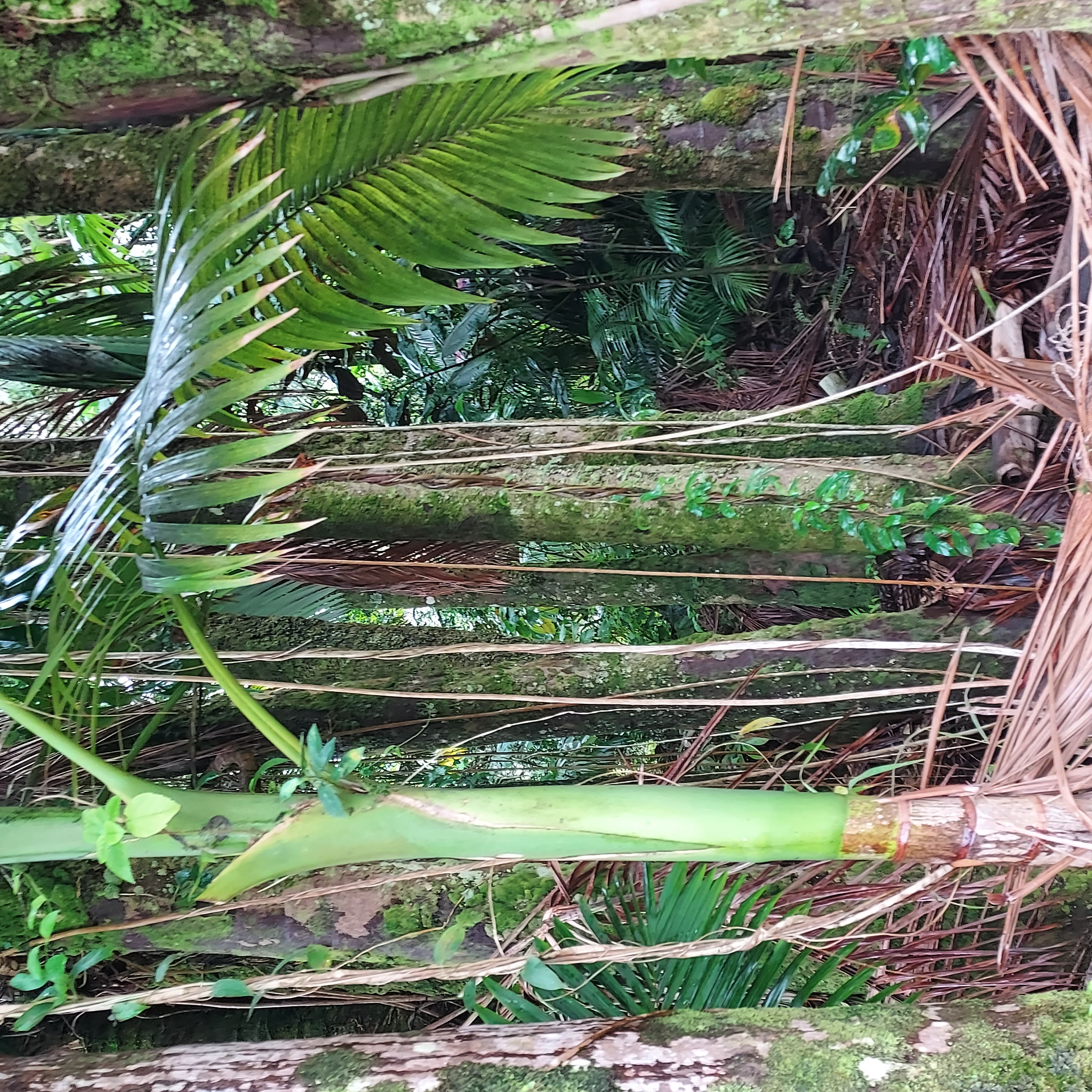 17-737 Lot A Ala Loop Mountain View Kurtistown, HI 96760 - Photo 21 of 28