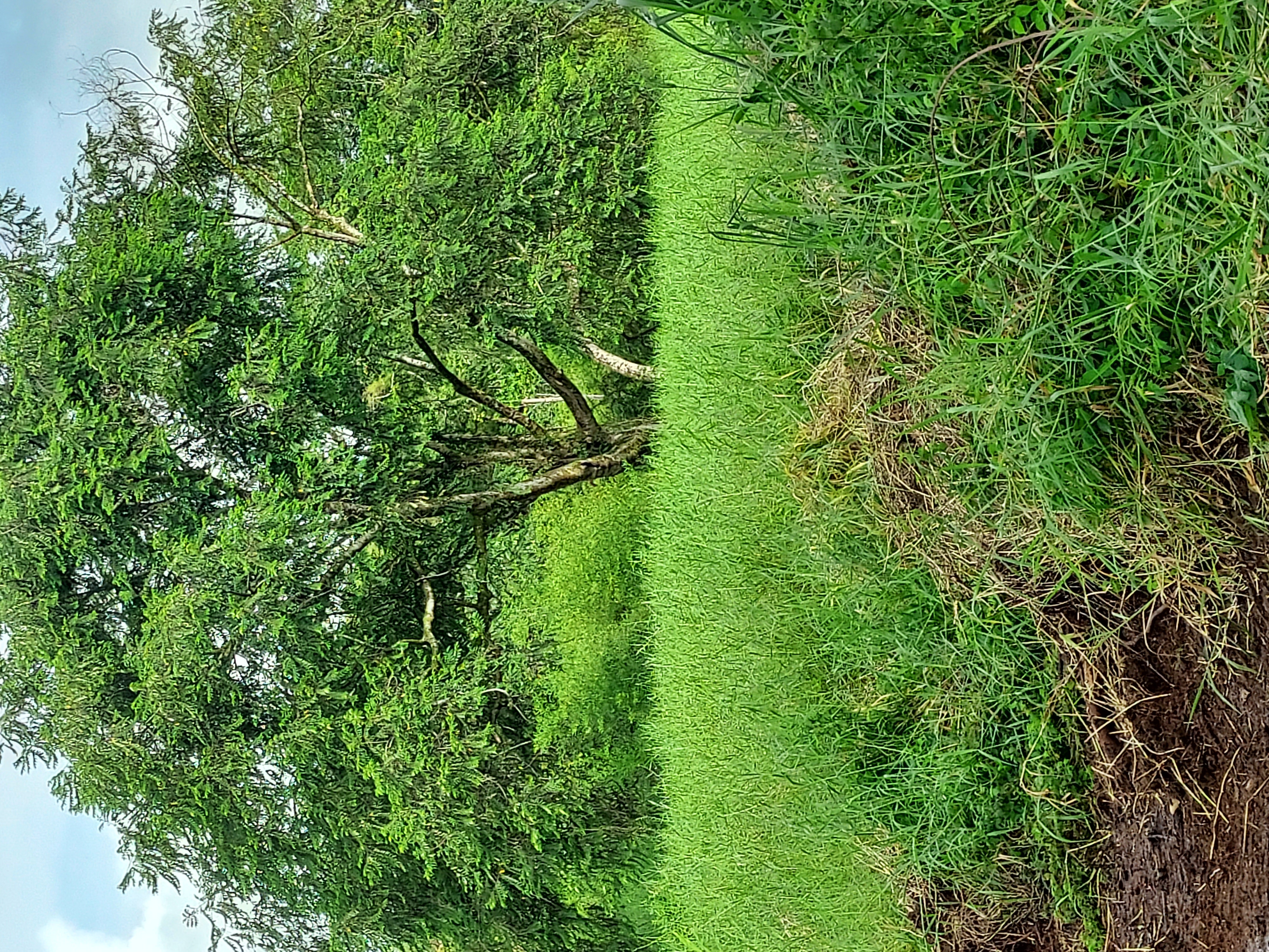 17-737 Lot A Ala Loop Mountain View Kurtistown, HI 96760 - Photo 3 of 28