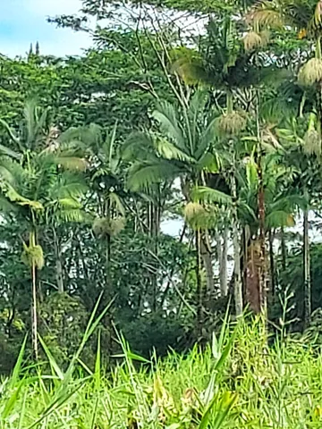 a backyard of a building