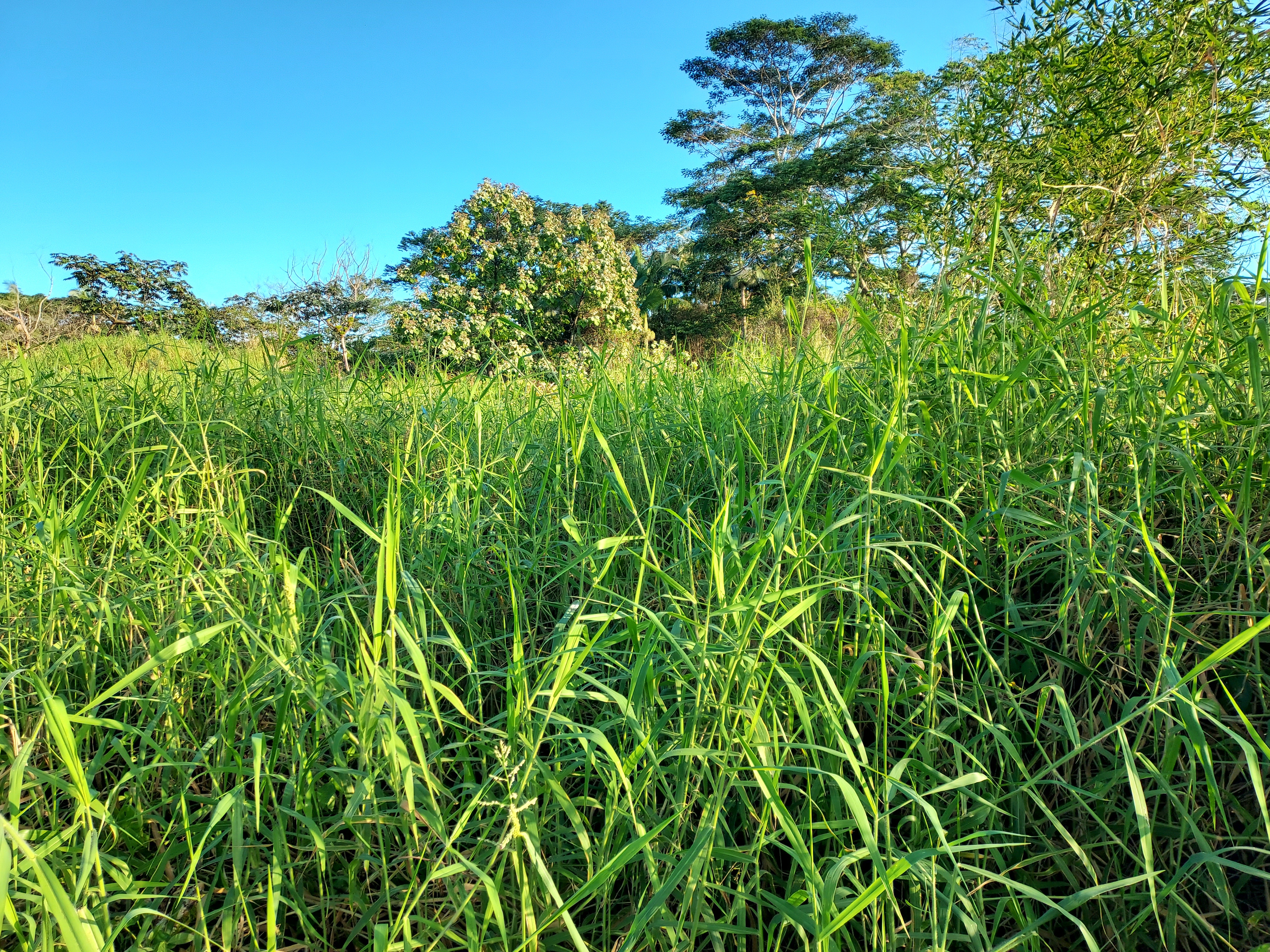 17-737 Lot A Ala Loop Mountain View Kurtistown, HI 96760 - Photo 5 of 28
