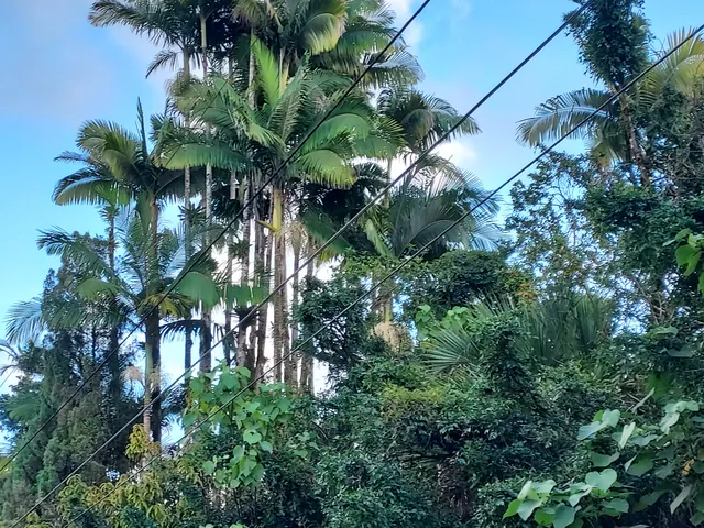 a view of a lush green space