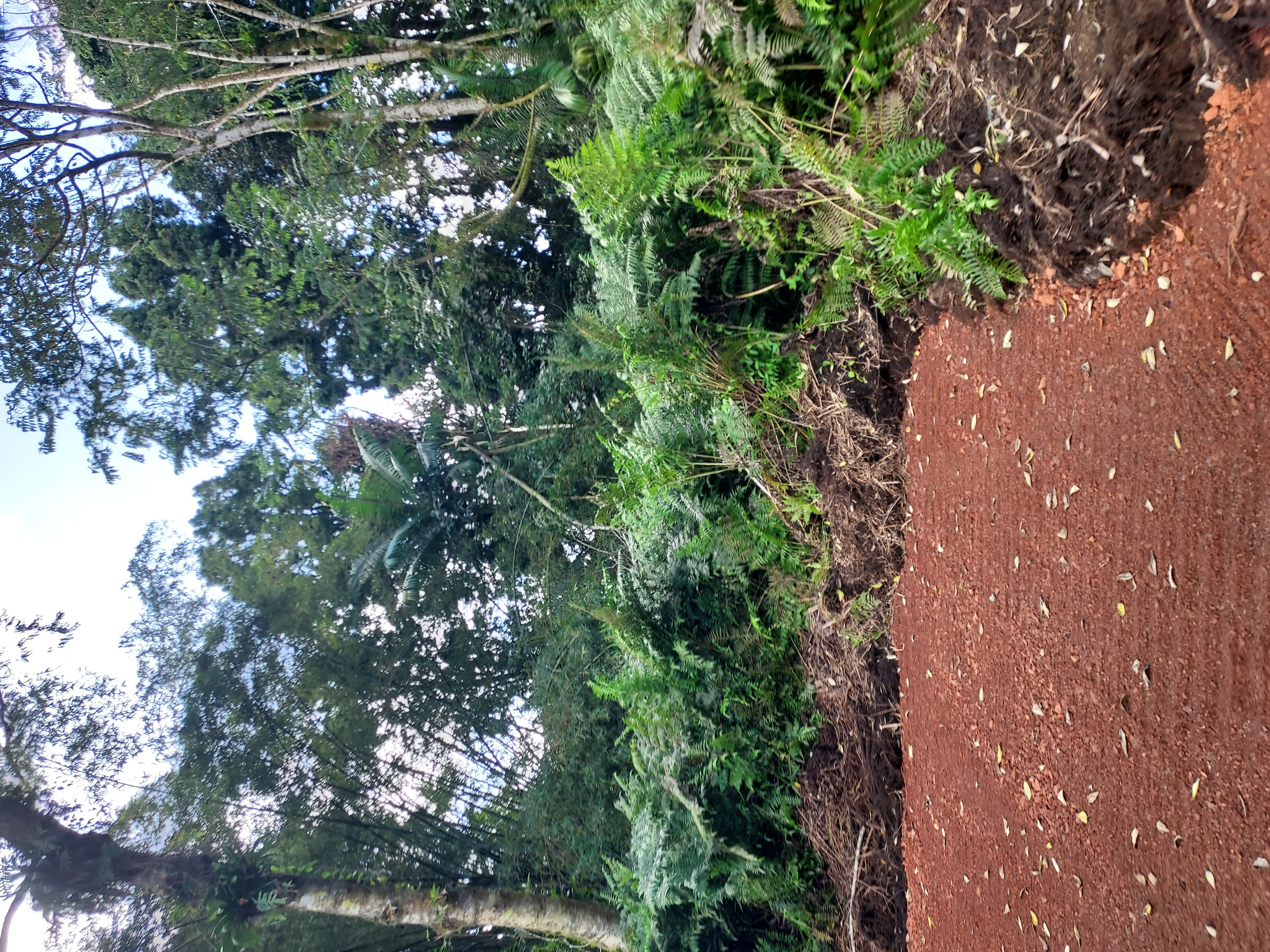 17-737 Lot A Ala Loop Mountain View Kurtistown, HI 96760 - Photo 6 of 28