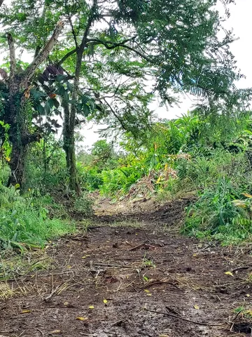 a backyard of a house with lots of plants and trees
