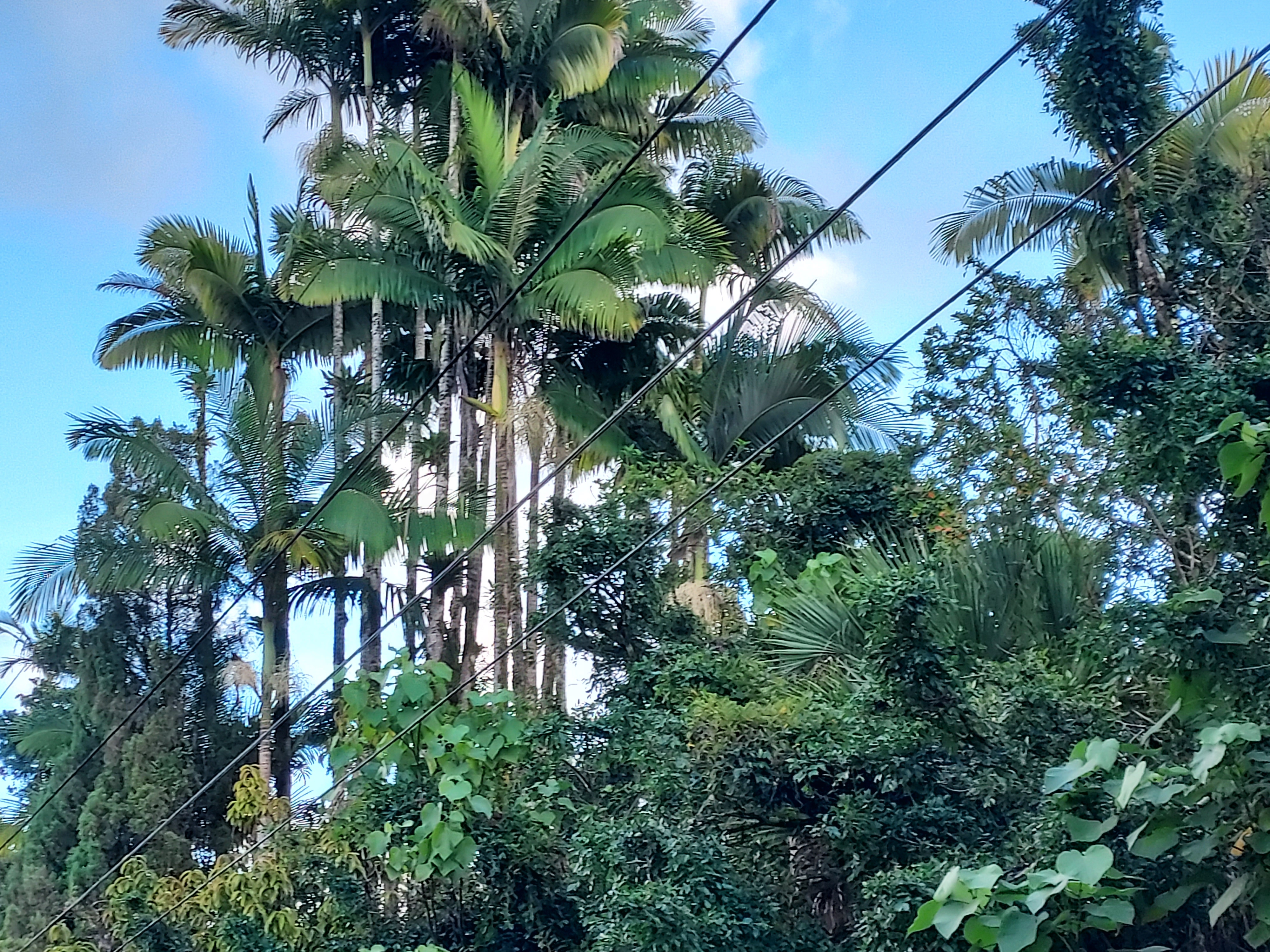 17-737 Lot A Ala Loop Mountain View Kurtistown, HI 96760 - Photo 9 of 28