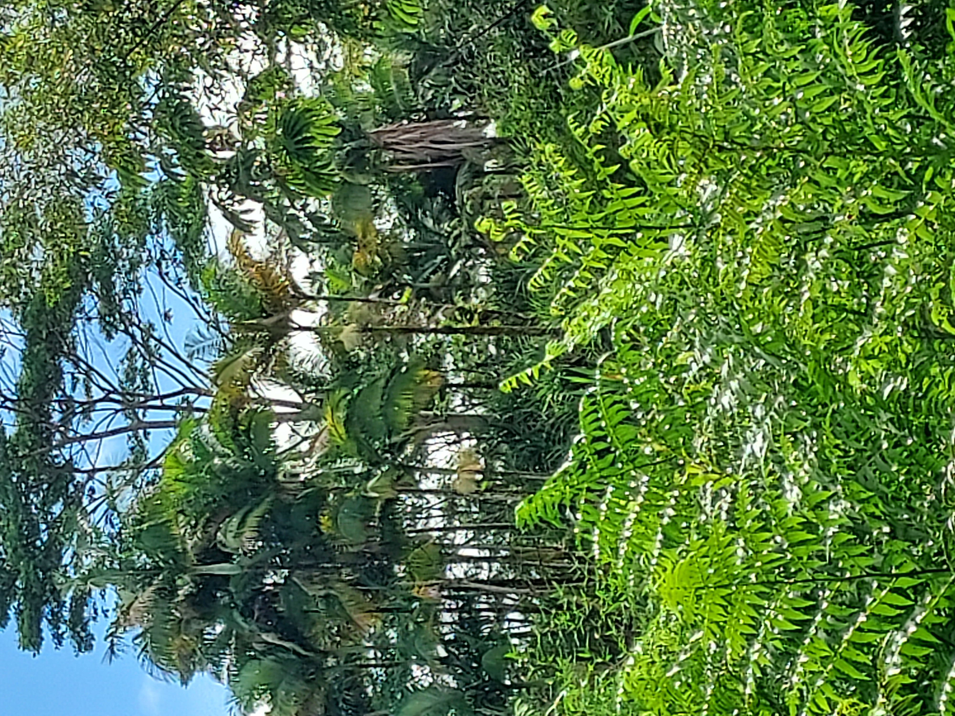 17-737 Lot A Ala Loop Mountain View Kurtistown, HI 96760 - Photo 10 of 28