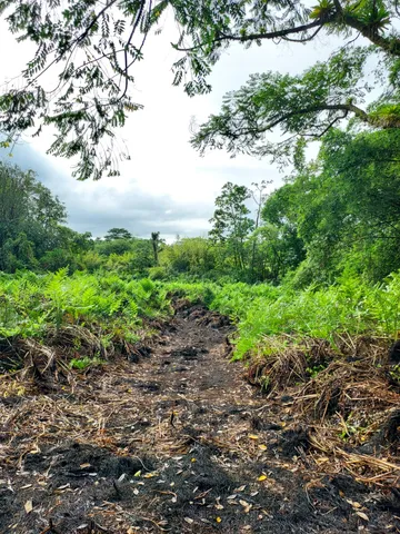 a view of a field with plants and trees in the background