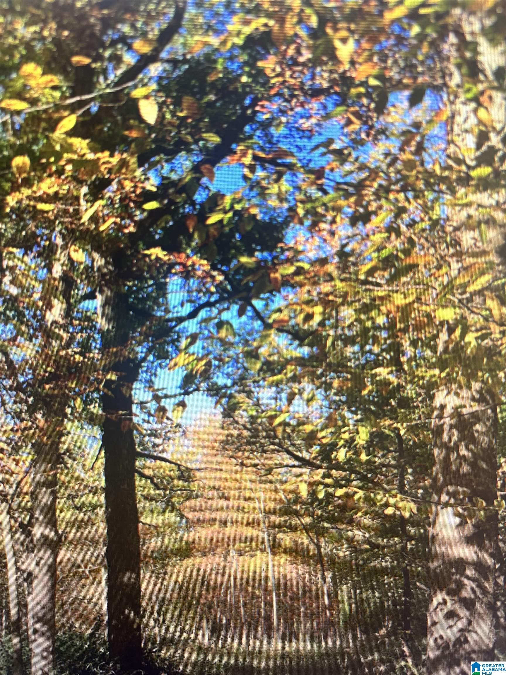 0 Marklund Road Empire, AL 35063 - Photo 1 of 1
