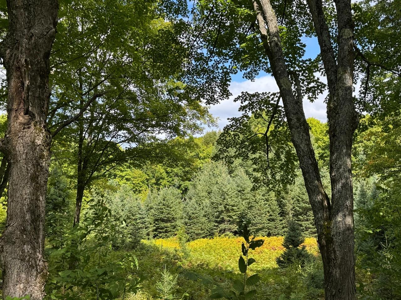 1905 Flowage Road Park Falls, WI 54552 - Photo 29 of 81 Gallery Image 29
