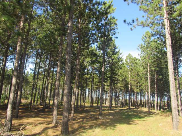 Lot 29 Bosshard Cir Road Woodruff, WI 54568 - Photo 1 of 4 Gallery Image 1