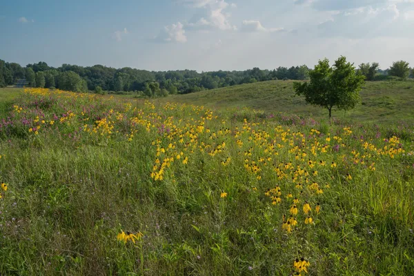 $729,800 | 6697 Chaffey Creek Trail, Richland, MI 49083
