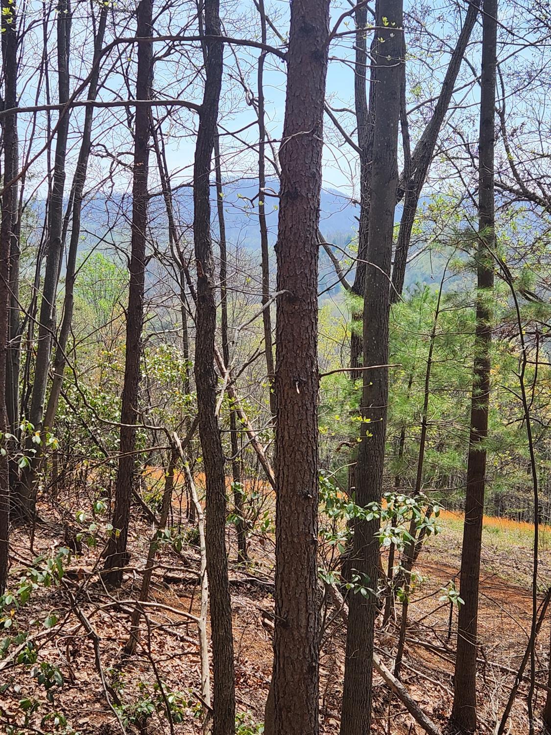 303 Harrison Creek Road Amherst, VA 24521 - Photo 11 of 12 a picture of trees
