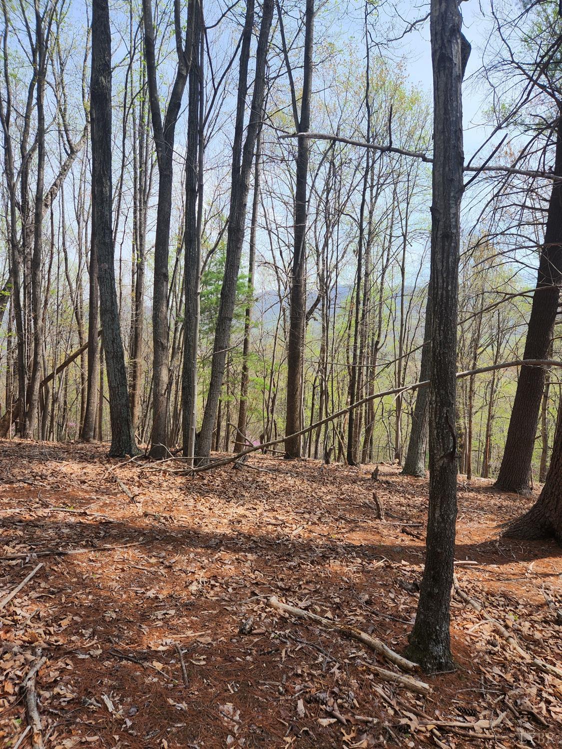 303 Harrison Creek Road Amherst, VA 24521 - Photo 10 of 12 a view of a backyard of a house