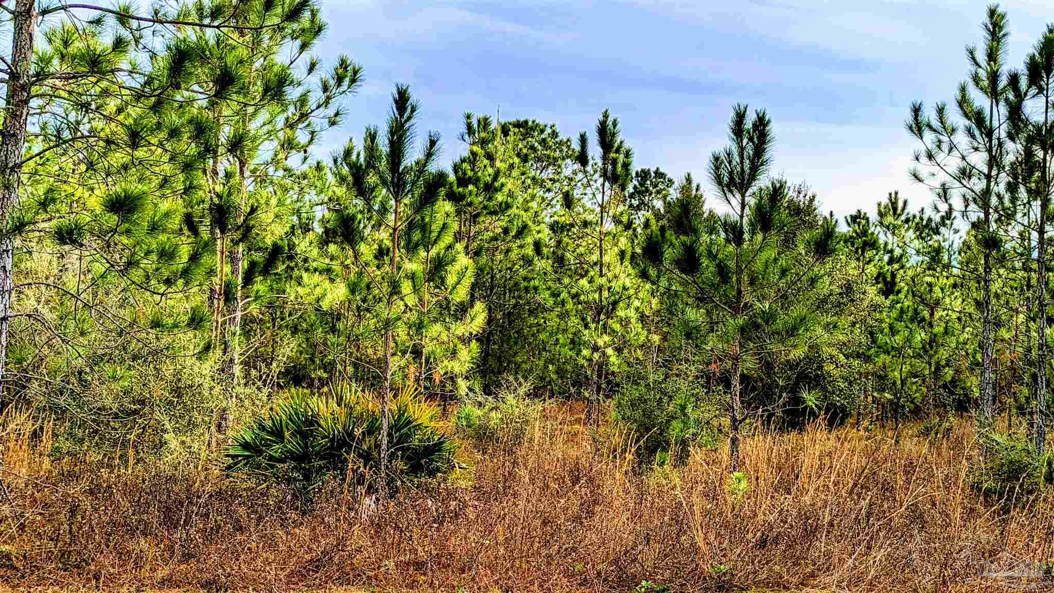 0 Royal Lane, Unit LOT 1 Elberta, AL 36530 - Photo 7 of 13