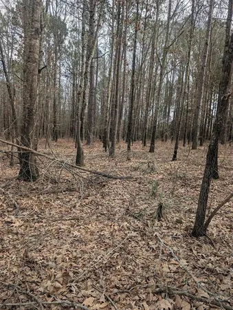 a view of a dry yard with trees