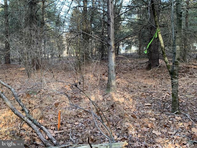 0 Supinlick Ridge Road Edinburg, VA 22824 - Photo 8 of 18 a view of a forest with trees in the background