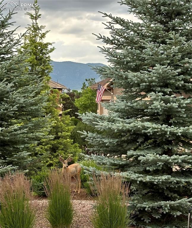 1724 Valley Stream Court Colorado Springs, CO 80921 - Photo 47 of 49 a view of a lake with a house
