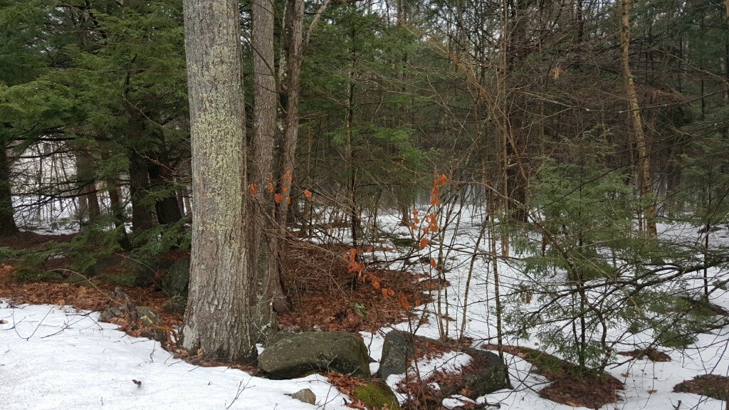 80 E Road Orange, MA 01364 - Photo 1 of 3 a view of a tree with a yard