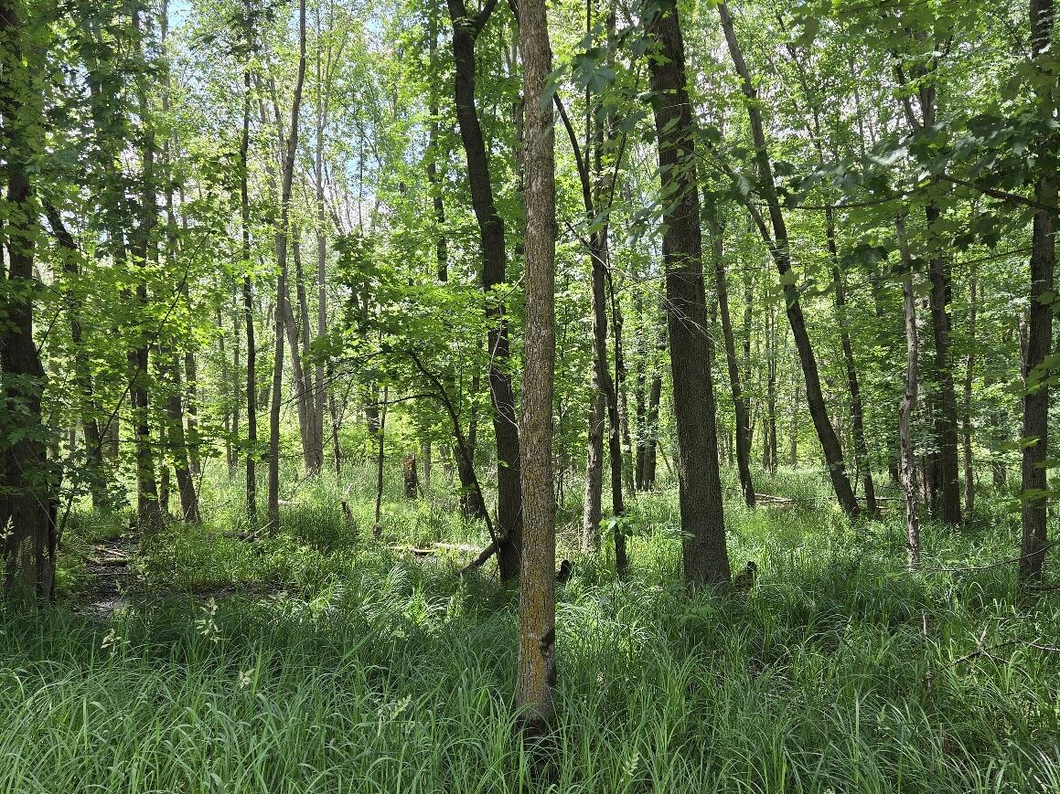 1 Tamarack Road Brillion, WI 54110 - Photo 17 of 18 Wooded