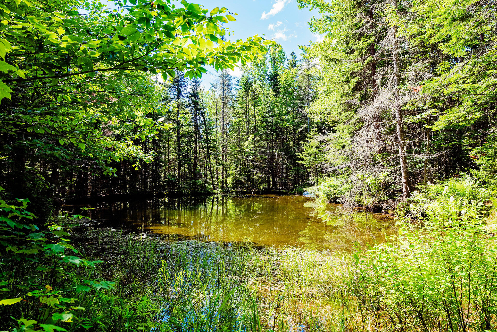 138 Bray Hill Road Phillips, ME 04966 - Photo 76 of 101 Spring-Fed Pond