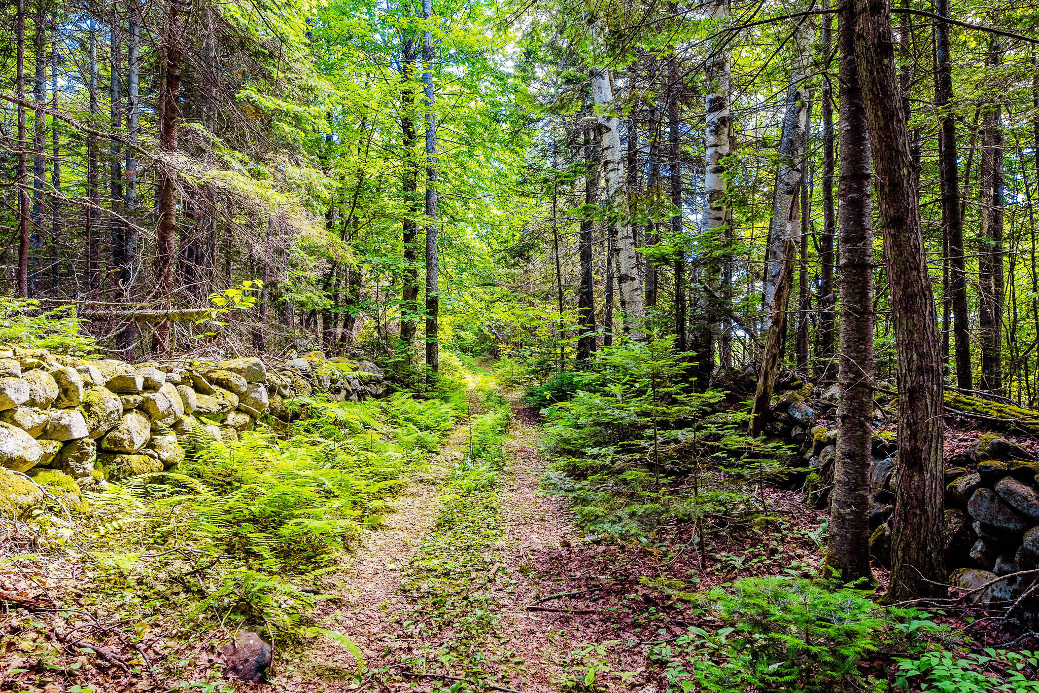 138 Bray Hill Road Phillips, ME 04966 - Photo 77 of 101 Trails Throughout the Property