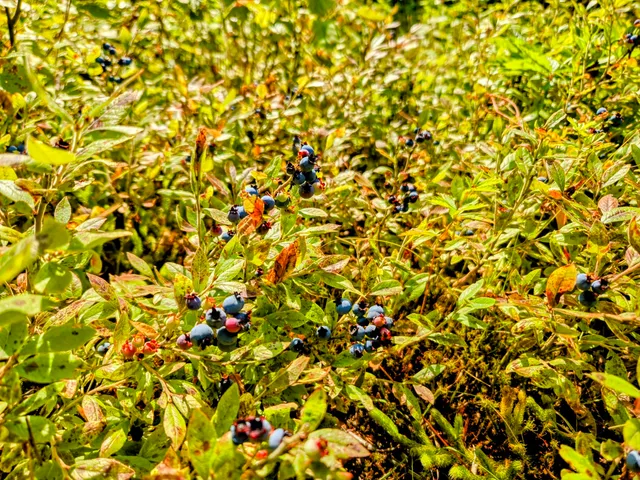 $995,000 | 138 Bray Hill Road, Phillips, ME 04966