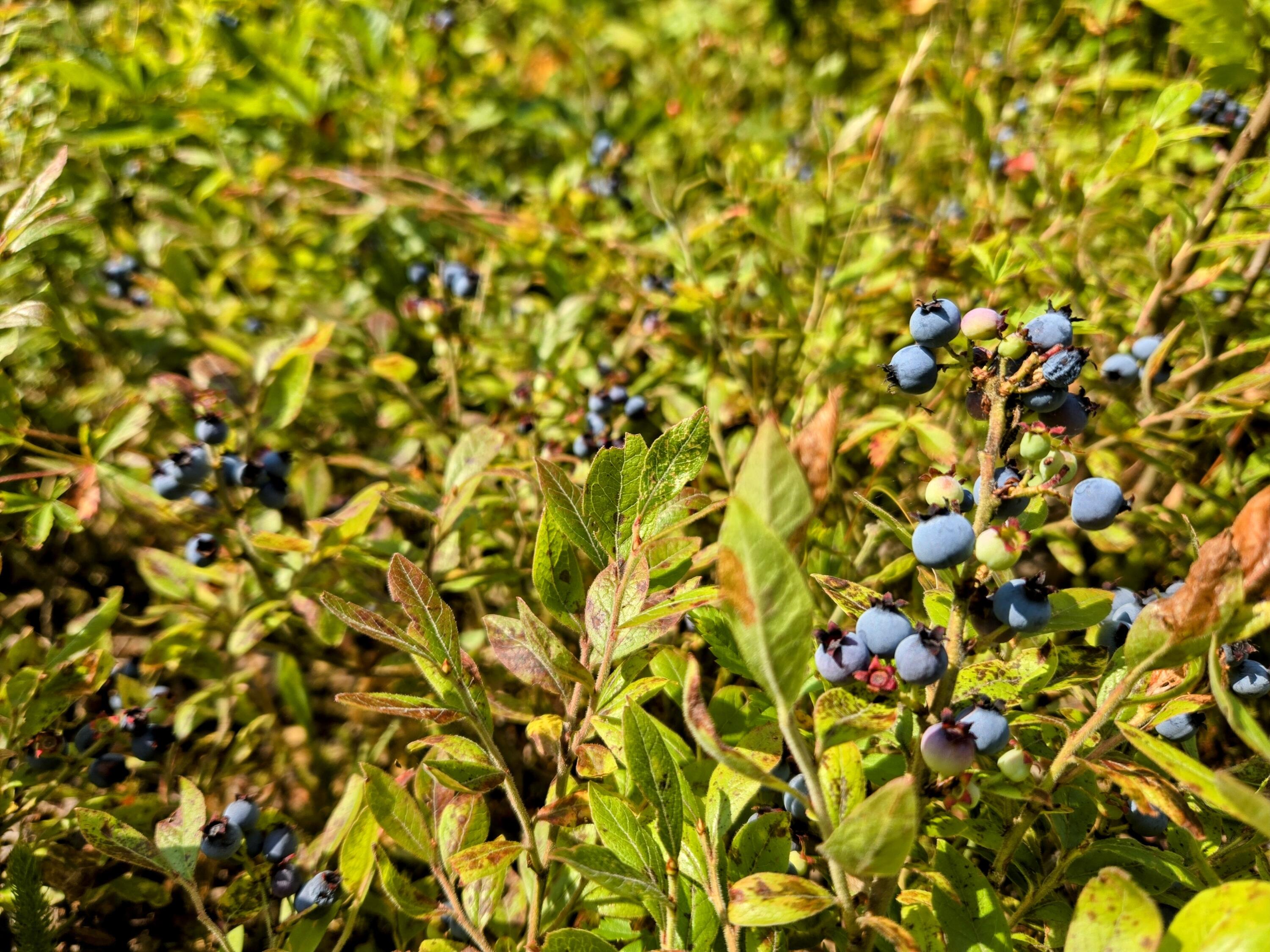 138 Bray Hill Road Phillips, ME 04966 - Photo 81 of 101 3 Acres of Blueberry Fields