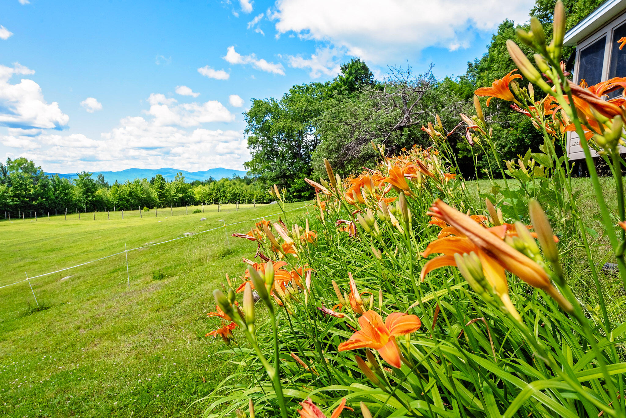 138 Bray Hill Road Phillips, ME 04966 - Photo 85 of 101 Perennial Flowers