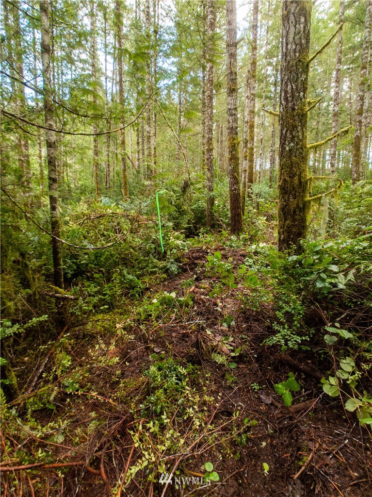 40 Mason Lake Road Grapeview, WA 98546 - Photo 14 of 21 Gallery Image 14