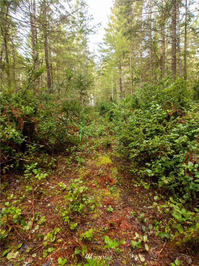 40 Mason Lake Road Grapeview, WA 98546 - Photo 19 of 21 Gallery Image 19