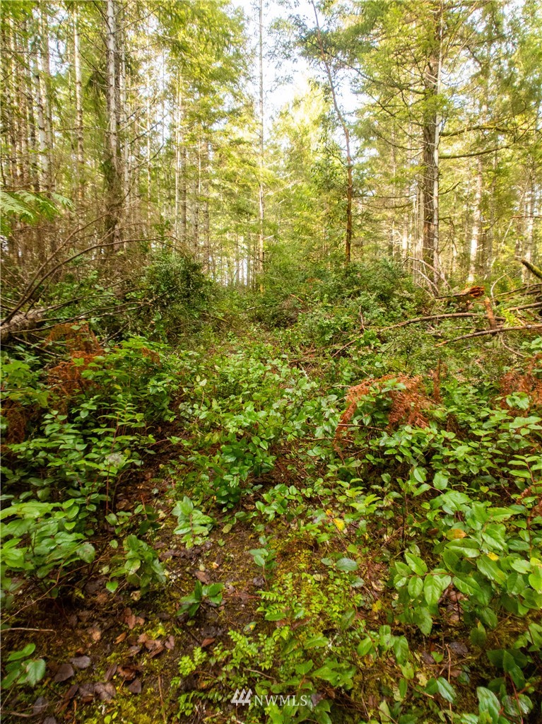 40 Mason Lake Road Grapeview, WA 98546 - Photo 9 of 21 Gallery Image 9