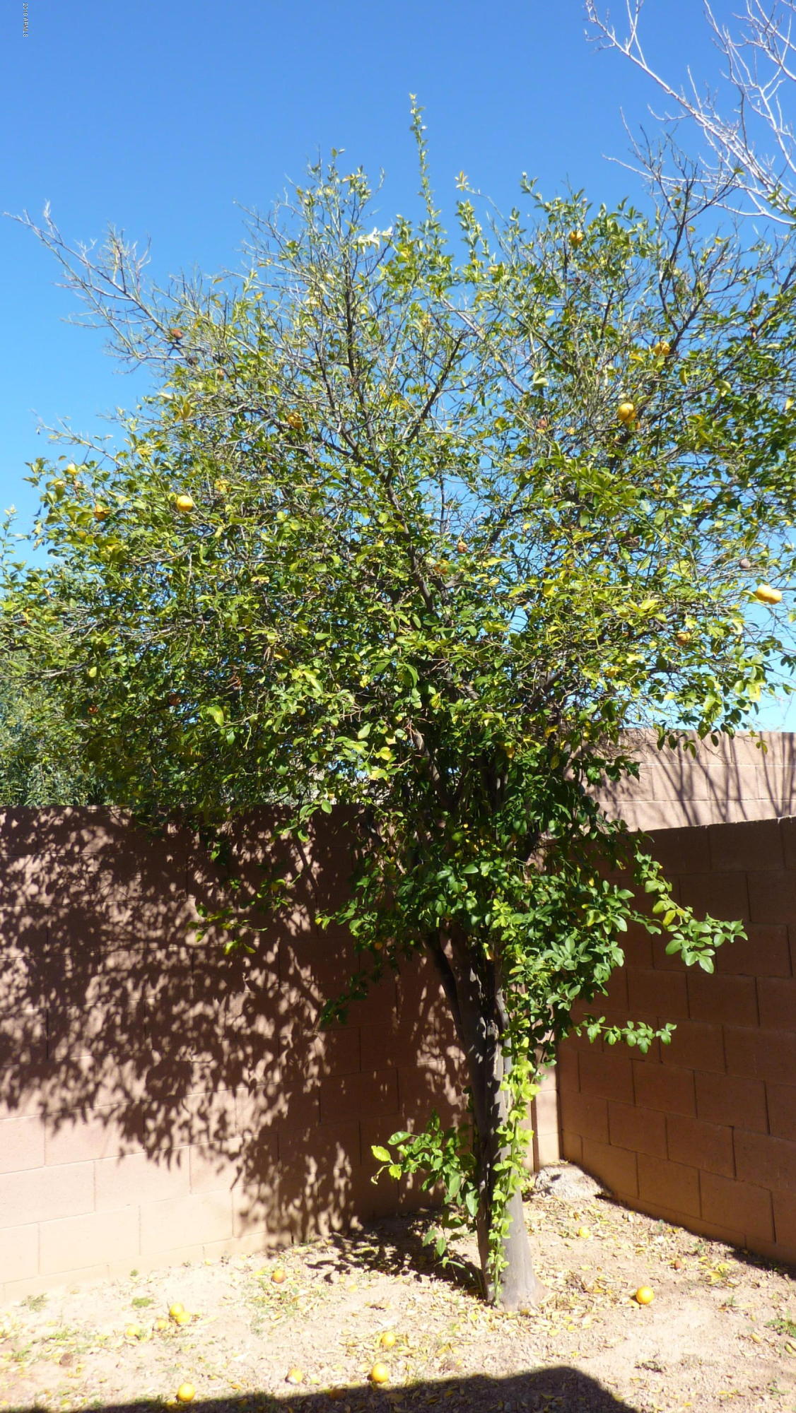 2116 East Danbury Road Phoenix, AZ 85022 - Photo 19 of 19 image