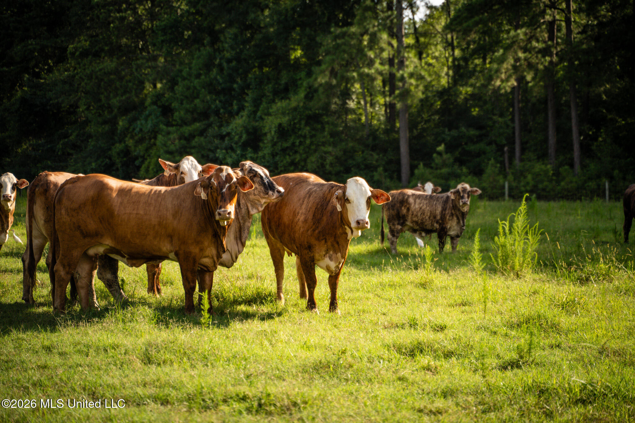 3024 Highway 84 Brookhaven, MS 39601 - Photo 53 of 74 50