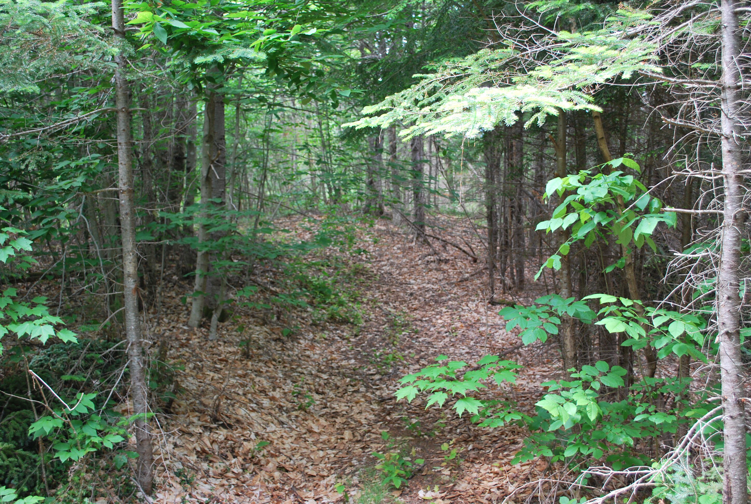 0 Wellington Road Parkman, ME 04443 - Photo 9 of 11 Peasely Wellington Road Pics 007