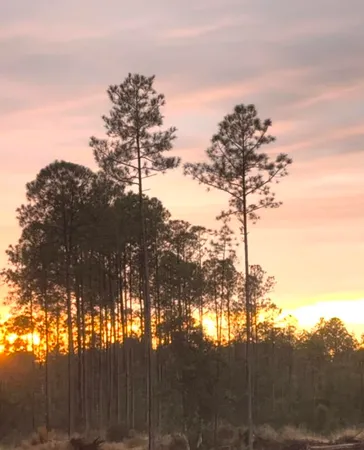 $3,250,000 | 40-acres 40-acres Waverly Orchard Circle, Freeport, FL 32439