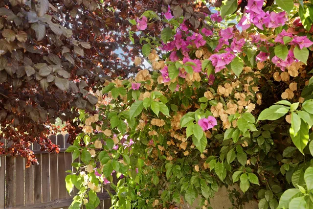 $370,000 | 7515 Sheldon Road, Unit 4103, Elk Grove, CA 95758