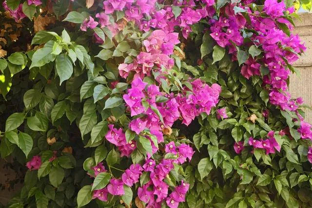 $370,000 | 7515 Sheldon Road, Unit 4103, Elk Grove, CA 95758