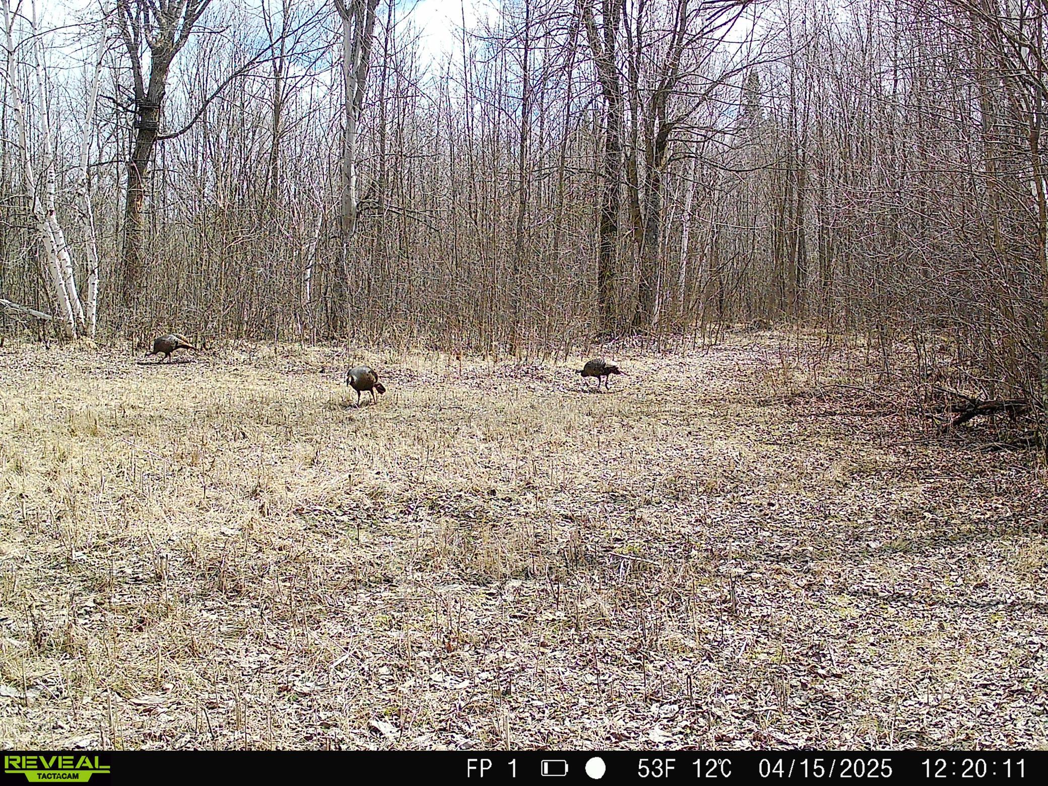 38953 Ada Beach Road Ponsford, MN 56575 - Photo 88 of 94