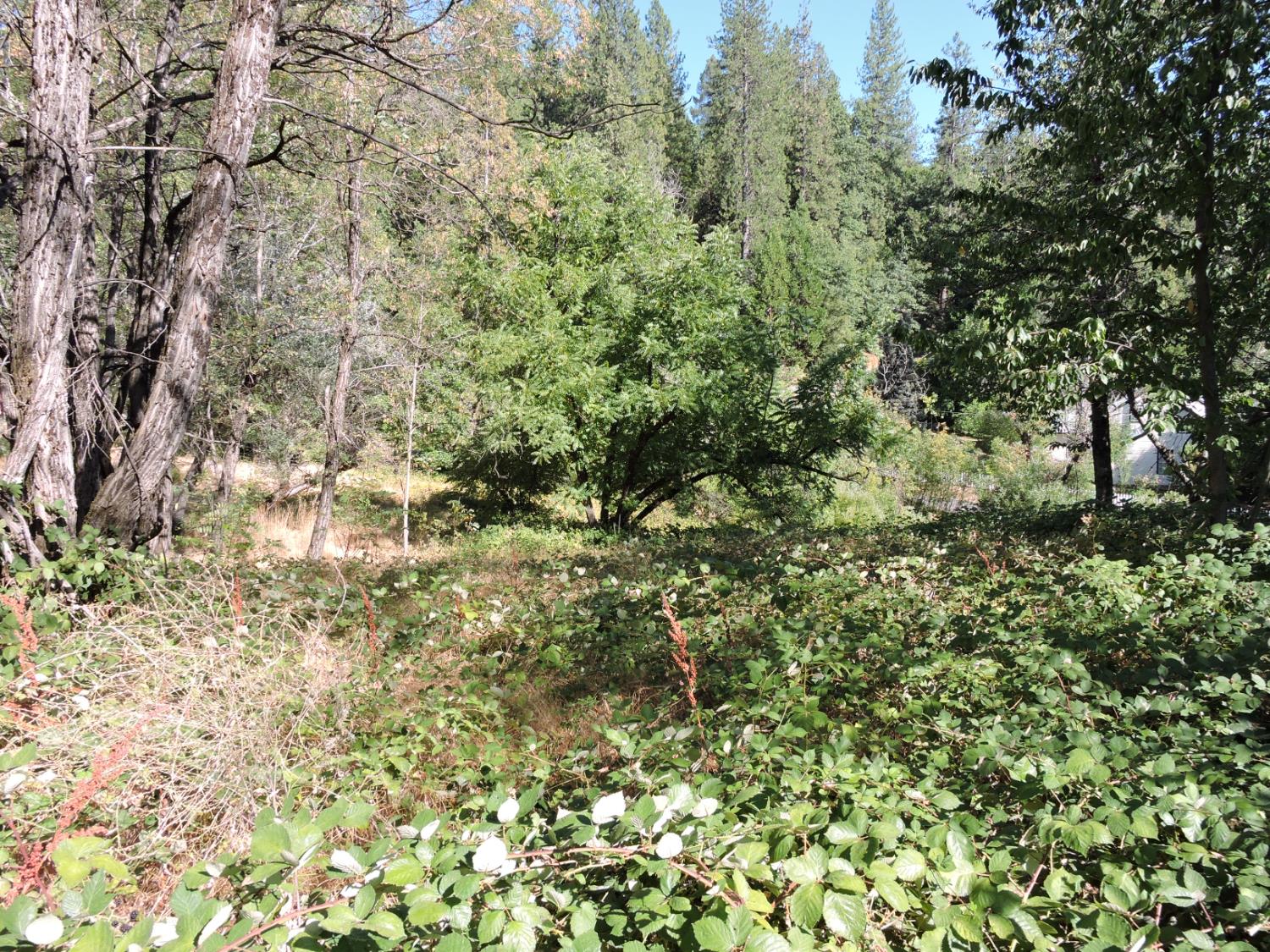 a view of a lush green forest with large trees