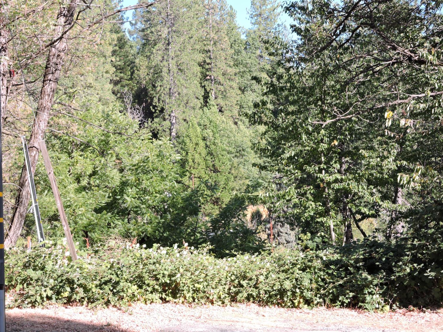 0 Main Street Dutch Flat, CA 95714 - Photo 11 of 11 a view of a forest with a tree