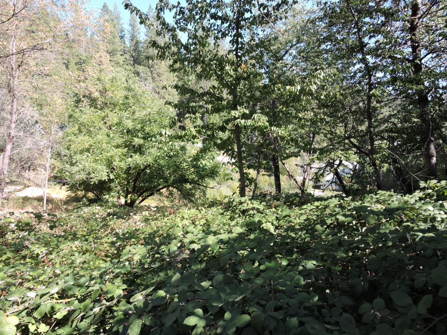 0 Main Street Dutch Flat, CA 95714 - Photo 2 of 11 a view of a lush green forest