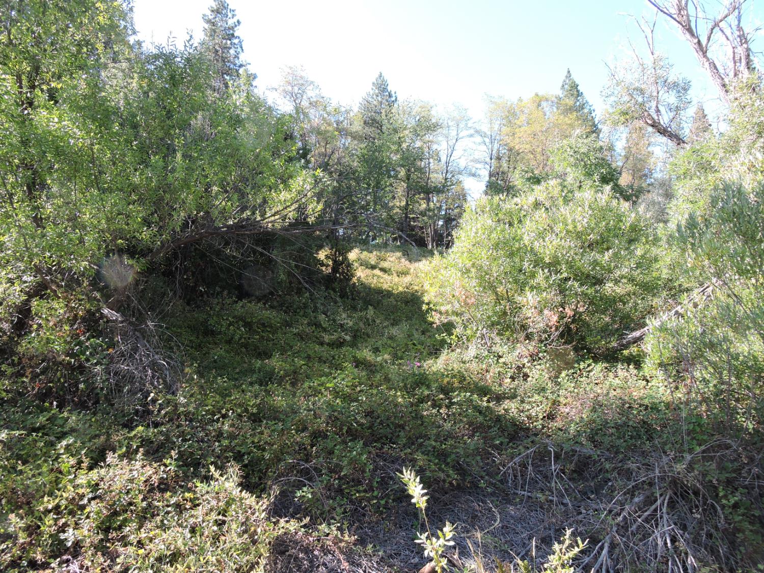 0 Main Street Dutch Flat, CA 95714 - Photo 4 of 11 a view of a forest with lush green forest