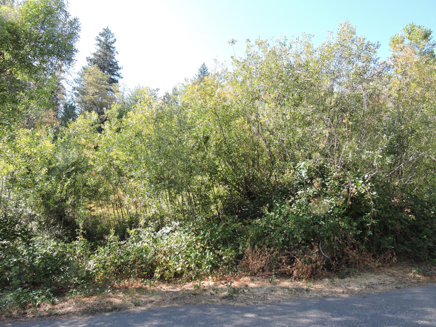 0 Main Street Dutch Flat, CA 95714 - Photo 5 of 11 a view of a yard with plants and wooden fence