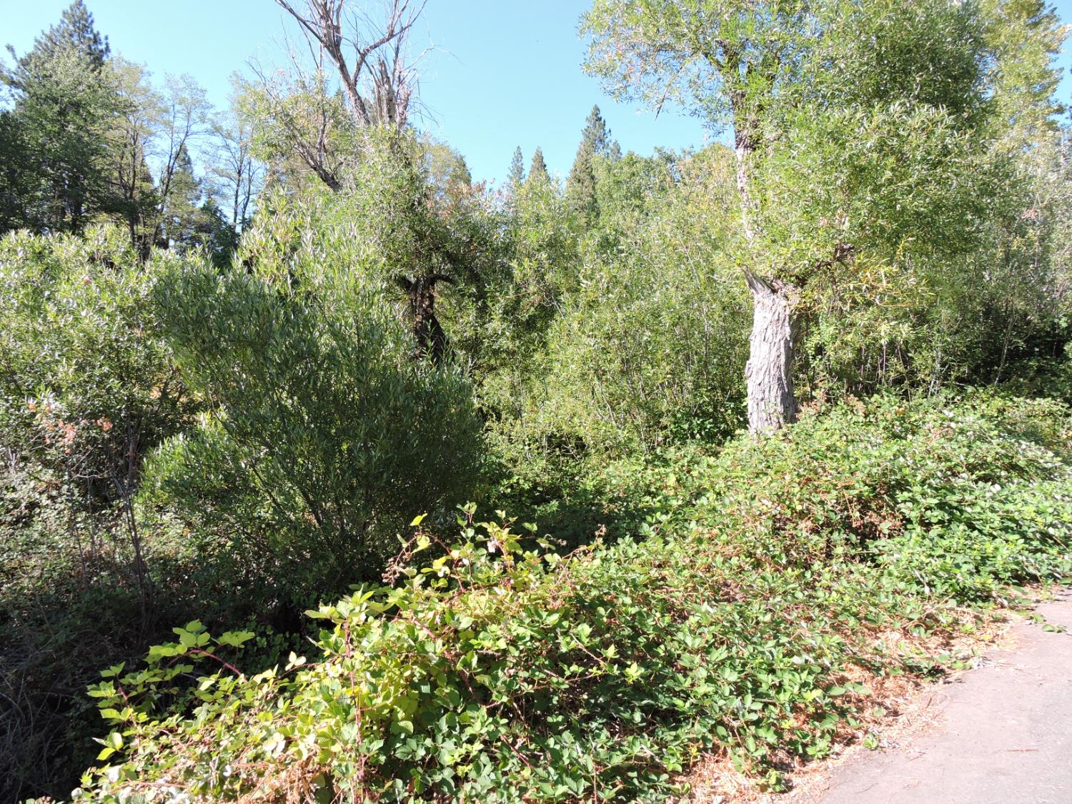 0 Main Street Dutch Flat, CA 95714 - Photo 6 of 11 a view of a garden
