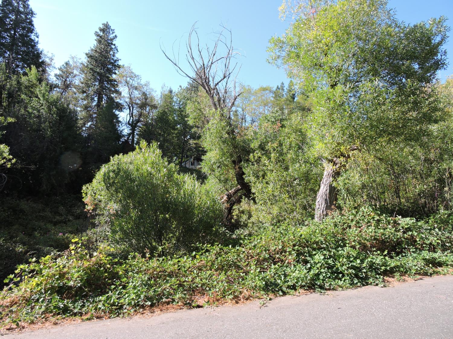 0 Main Street Dutch Flat, CA 95714 - Photo 7 of 11 a view of a garden